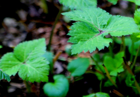 鸭脚板的种植注意什么 鸭脚板怎么育苗养护