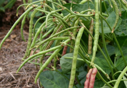 秋豇豆田间管理 豇豆怎么养殖比较好