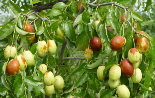 为什么说枣树是凶树 为什么说枣树是凶树?枣树种在庭院的风水禁忌你知道吗?