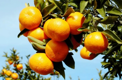 新栽柑橘幼苗怎么施肥 新栽柑橘幼苗怎么施肥呢