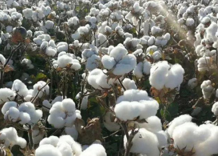 2021年夏直播棉生产技术指导意见