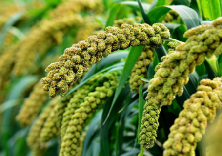 谷子贮藏需要注意的问题有哪些 谷子养殖技巧