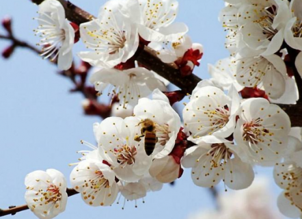 杏树的花期管理技术要点 杏花树花期