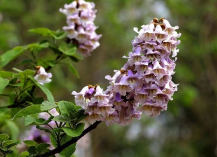 泡桐种植技术（泡桐种植技术与管理）