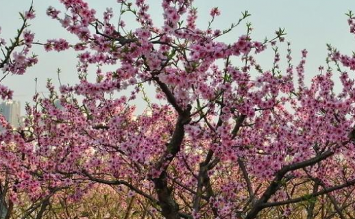 院里种桃树的风水含义是什么（院里种桃树是不是不好）