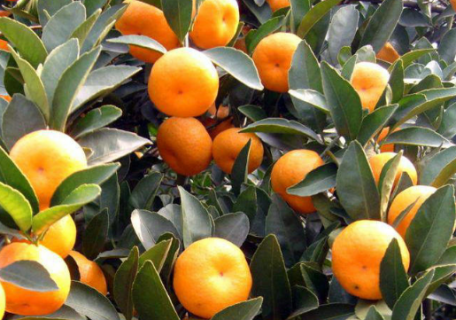 冬季柑橘果园重大病虫害防控