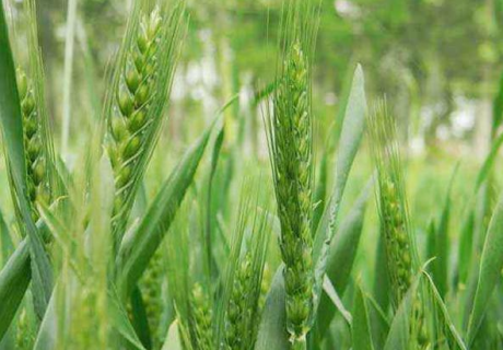 小麦春季种植管理方法是什么（小麦春季种植管理方法是什么样的）