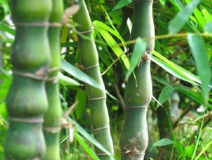 值钱的竹子有什么 竹子值钱的地方是什么