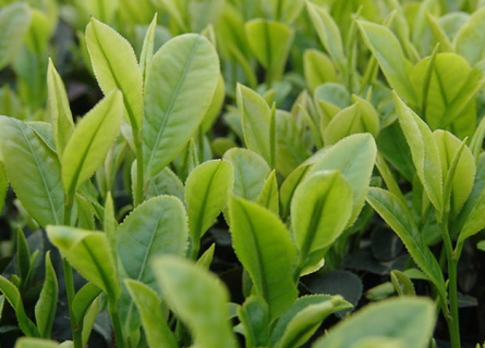 茶园种植高产方法是什么