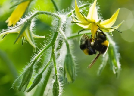 冬季使用熊蜂授粉需要注意什么 新版熊蜂授粉能用什么农药