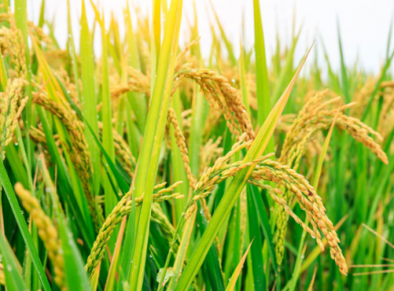 水稻超高产栽培的关键技术 水稻高产栽培实用技术