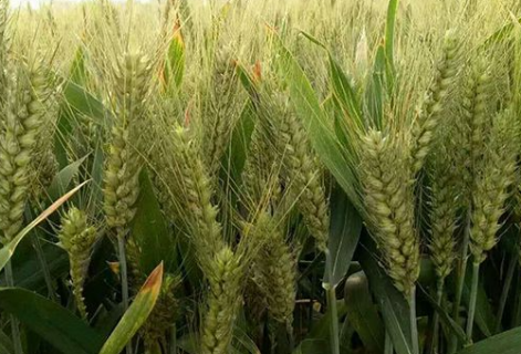 小麦冬春死苗原因是什么 防治措施有哪些
