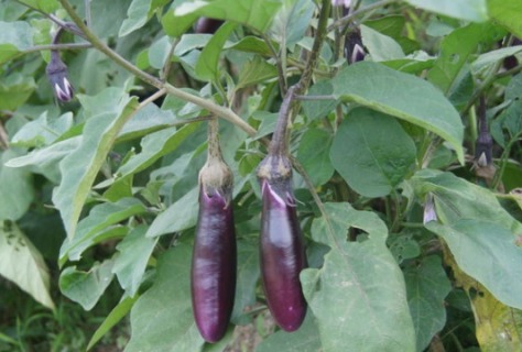 大棚茄子早熟栽培要点