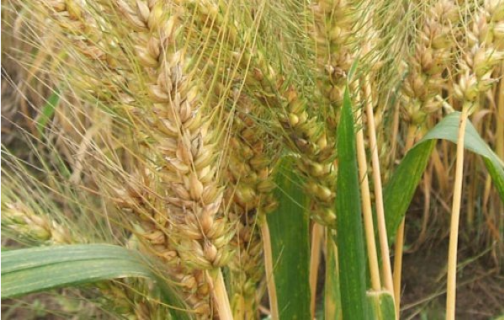 小麦干热风的危害是什么 小麦干热风的形成原因