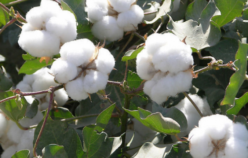 2021年棉花前期生产技术指导意见 棉花技术分析