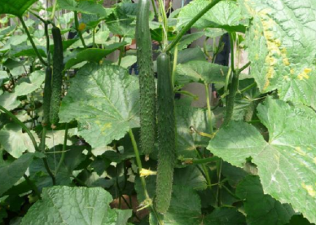 春季大棚黄瓜的种植栽培技术讲解 黄瓜施肥技巧有哪些