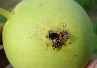 梨小食心虫的危害及发生规律 梨小食心虫的危害及发生规律是什么