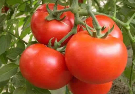 温室春番茄种植的要点