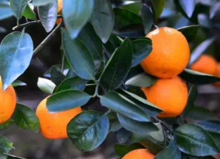 柑橘八大实用技术 柑橘八大实用技术是什么