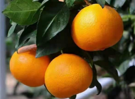 柑橘种植中如何应对极端天气 柑橘种植中如何应对极端天气的措施