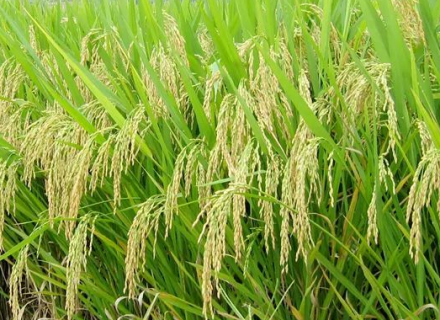五优稻四号高产栽培方法是什么 五优稻4号稻种价格