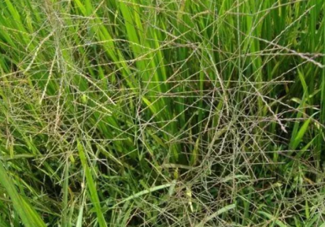 水稻千金子如何防除 水稻田千金子用什么除草剂