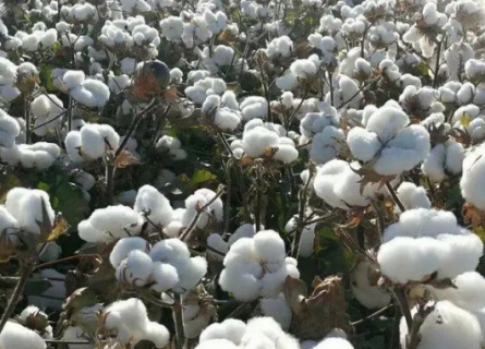 2021年棉花中后期生产管理