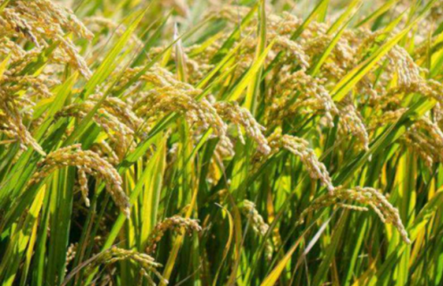 单季杂交水稻超高产栽培方法是什么