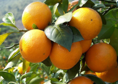 柑橘冬季如何管理 柑橘苗冬天怎么养护