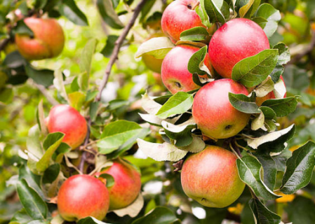 春季苹果树种植方法 春季苹果树怎么管理