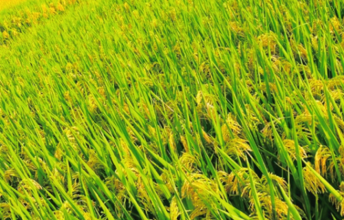 2021年水稻重大病虫害防控技术