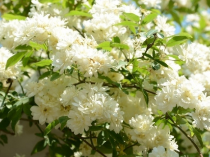 白木香一年开几次花 白木香开几季花