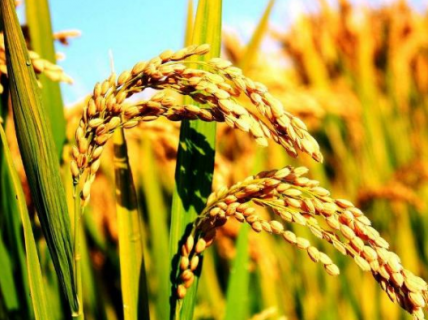 水稻种植需要注意什么 水稻种植需要注意什么事项