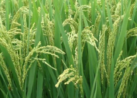 早稻种子如何消毒