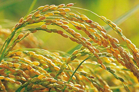 水稻栽培怎么苗床炼苗
