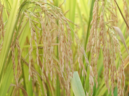如何做好水稻移栽
