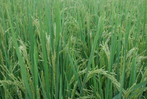水稻新基质旱育秧技术