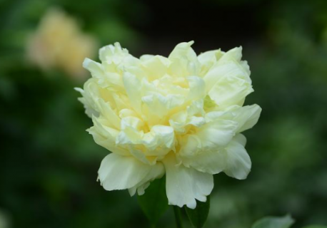 芍药花叶子干枯了是什么原因（芍药花叶子干枯了还能活吗）