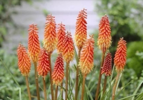 火炬花怎么种植（火炬花怎么种植视频）