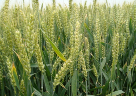 稻套麦如何种植（水稻套种小麦）