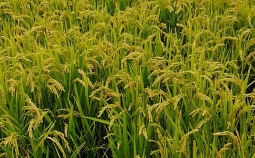 水稻优质高产栽培技术是什么