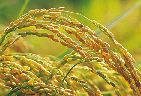节水抗旱稻如何栽培 节水抗旱稻栽培措施
