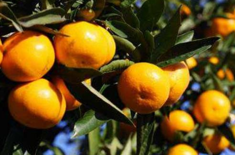 柑橘种植应该注意什么