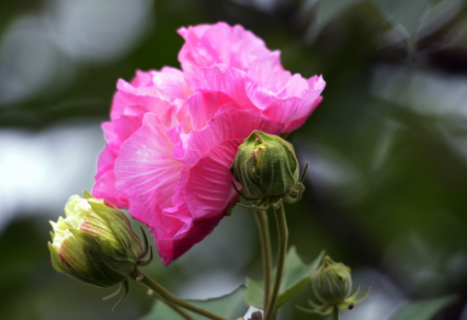 中秋节送花合适吗 中秋节适不适合送花