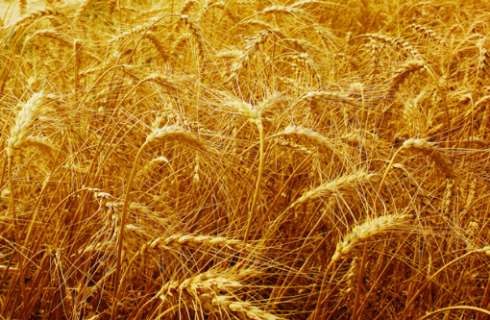 吉林省水稻旱田育苗栽培技术要点 吉林种水稻