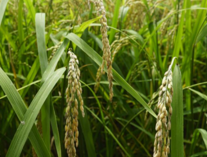 水稻常见病虫害有哪些（水稻的病虫害主要有哪些）