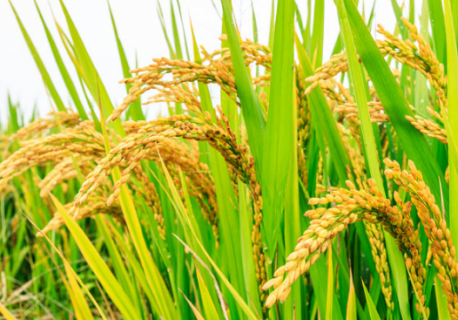 如何提高水稻种植经济效益（如何提高水稻种植经济效益的方法）