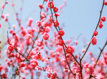 梅花叶子一碰就掉怎么回事（梅花叶子一碰就掉怎么回事儿）