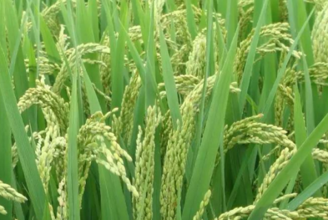 水稻种植技术总结 水稻种植技术总结与反思