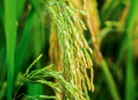 水稻种植如何科学管理（水稻的种植管理）
